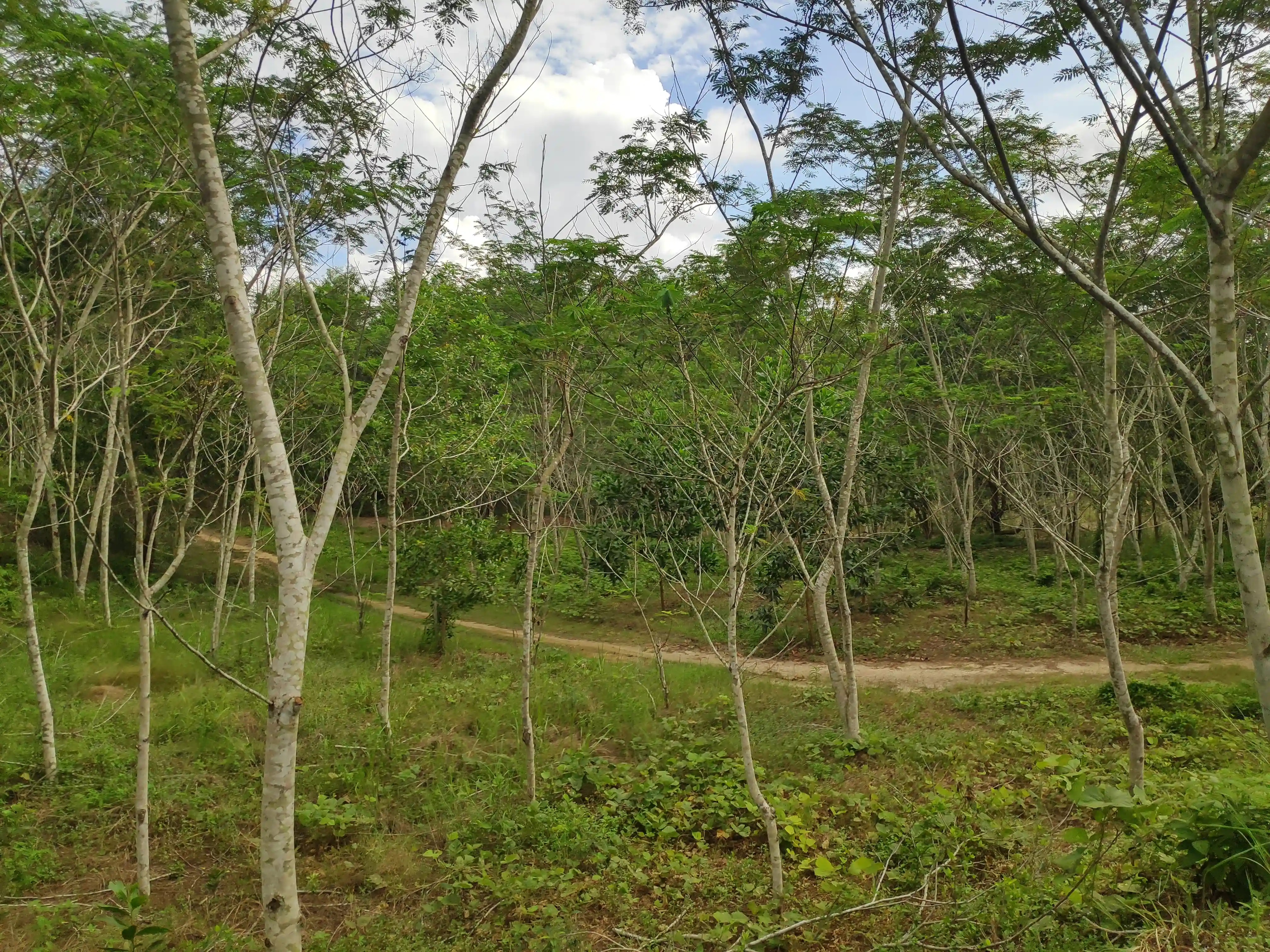 Mining Reclamation